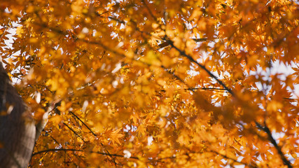 日本の秋　紅葉風景