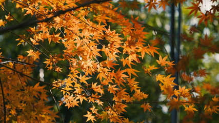 日本の秋　紅葉風景