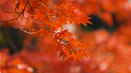 Foto auf Acrylglas Antireflex Herbstlaublandschaft in Japan © aijiro