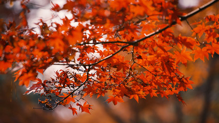 日本の秋　紅葉風景