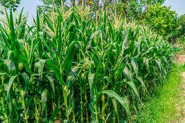 Corn field with sky background