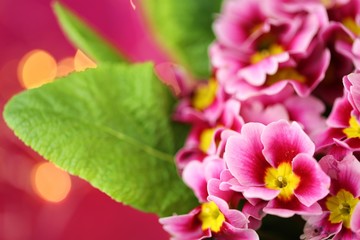 Spring flowers. Primrose flower.Primrose pink with green leaves closeup on bright fuchsia with golden bokeh background.Bright floral pink background.