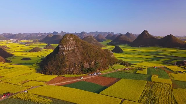 Aerial view drone flight above yellow rapeseed (canola) flower field in spring, Luoping, China