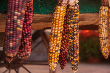 Multi colored corn cobs at a market. Close up of decorative corn.