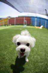 Fun puppies in a private playground	