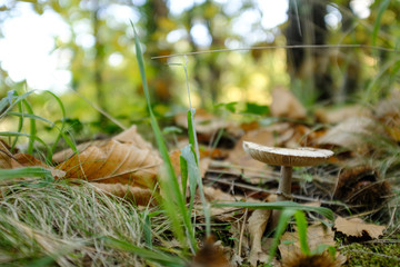 Mushroom isolated on a forest ground covered wiht herbs and brown leaves