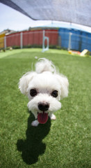 Fun puppies in a private playground	