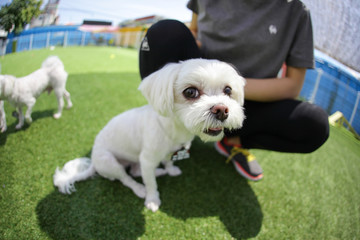 Fun puppies in a private playground	