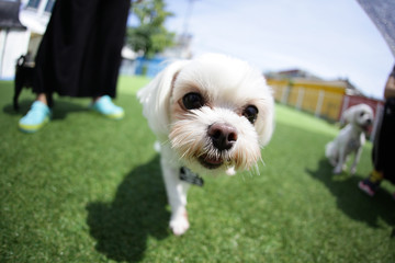 Fun puppies in a private playground	