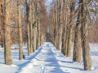 Old historic grove on a winter day