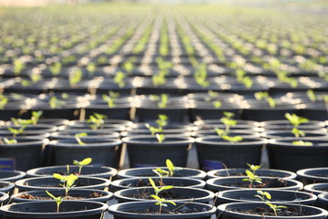 Row of young organic salad crop planting in the pot inside greenhouse nursery for agricultural use purpose