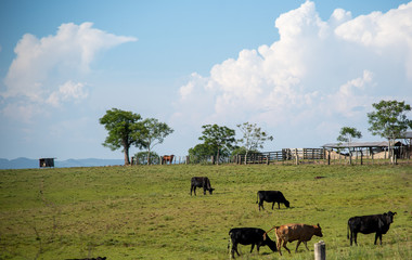 Cattle farm for meat export in Brazil6