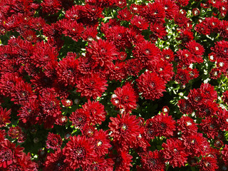Mums in warm fall colors fill the frame