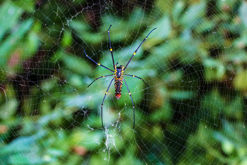 spider on a web