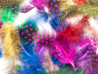 multi-colored feathers white background