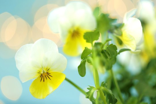 Spring flowers.Pansy flowers on a light blue background. Yellow flowers on a blue background. Delicate floral  background.