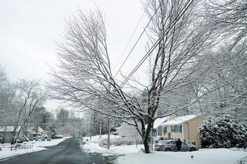 tree trimmed for electricity line in snow day in residential area