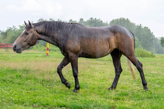 Brown horse grazing in the rain in a forest clearing on a summer day