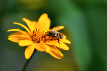 Bee. Close up of a large striped bee collecting pollen on a yellow flower. Macro horizontal photography