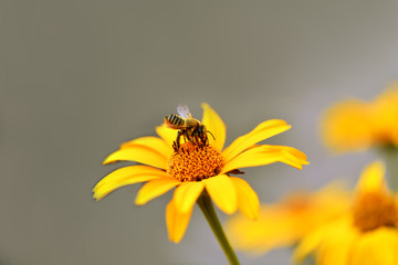 Bee. Isolate. Close up of a large striped bee collecting pollen on a yellow flower on a gray background.