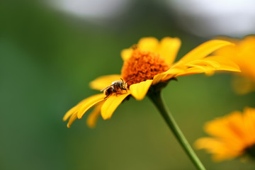 Bee. Close up of a large striped bee collecting pollen on a yellow flower on a green background in a field.  Macro horizontal photography.