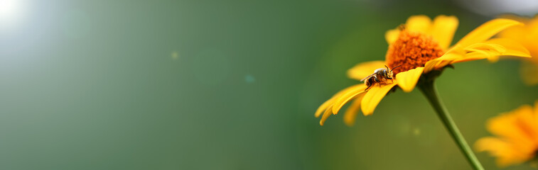 Banner. Bee. Close up of a large striped bee collecting pollen on a yellow flower on a green background in a field.  Macro horizontal photography