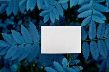 Business card Mockup.Nature concept in Forest. Summer poster. Color of the year 2020 classic blue