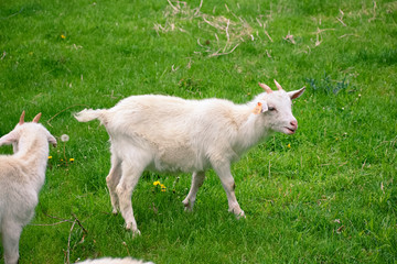 Obraz premium Little Goat