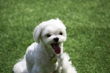 Happy puppies in a private playground