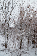 Trees covered with fresh snow in winter forest