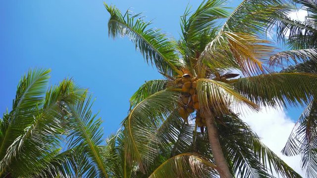 Palm tree on blue sky background. Summer vacation and nature environment concept.