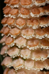 The field horsetail or common horsetail