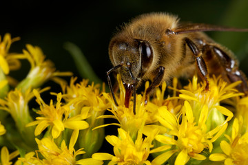 European honey bee on the flower