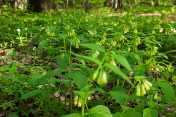 The tuberous comfrey in the forest