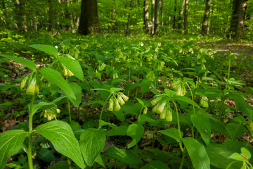 The tuberous comfrey in the forest