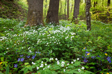 Forest Cardamine flowers, in the spring