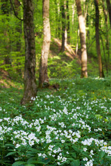 Forest Cardamine flowers, in the spring