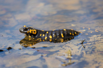 The fire salamander, Salamandra salamandra depositing the eggs in a forest puddle