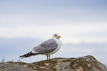 Seagull on sea fjord shore