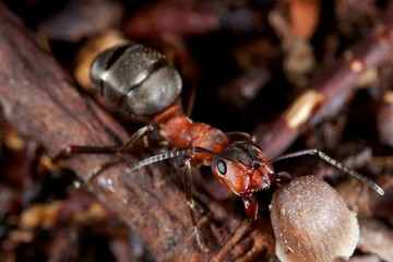 Close-up of the red wood ant, formica rufa
