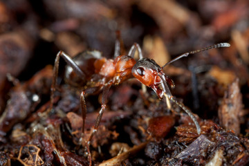 Close-up of the red wood ant, formica rufa