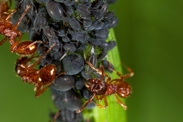 Close-up view of ant herders of plant lice