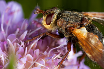 Fly is feeding on the flower