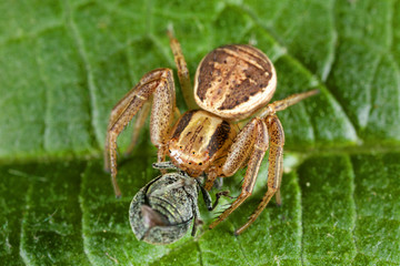 Spider with the prey on the leaf