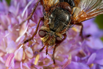 Fly is feeding on the flower