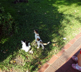 kittens of different ages play in the grass