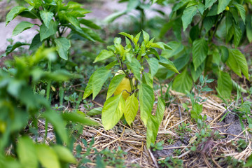 Beautiful green peppers in a rural garden