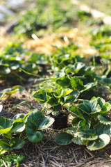 Mulching strawberries in the garden.