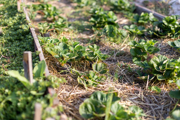 Mulching strawberries in the garden.