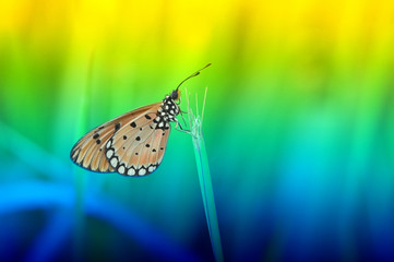 butterfly on a leaf